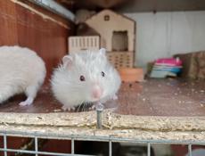 Хомяки 🐹