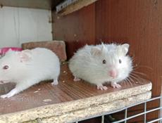 Хомяки 🐹