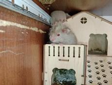 Хомяки 🐹