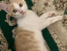 Котенок 