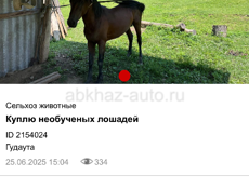 Куплю не обученных лошадей 
