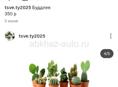 Продаются очень красивые цветы Герани королевские/ампельные 200 р Туи 350 р  Гартензии 300 р  Аспарагус 500 р  Агоаонема 350 р  Бегония королевская 250р  Звонить или писать на ватсап 7752026
