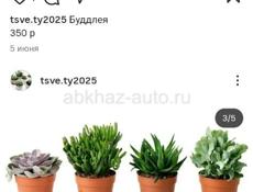 Продаются очень красивые цветы Герани королевские/ампельные 200 р Туи 350 р  Гартензии 300 р  Аспарагус 500 р  Агоаонема 350 р  Бегония королевская 250р  Звонить или писать на ватсап 7752026