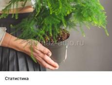 Продаются очень красивые цветы Герани королевские/ампельные 200 р Туи 350 р  Гартензии 300 р  Аспарагус 500 р  Агоаонема 350 р  Бегония королевская 250р  Звонить или писать на ватсап 7752026