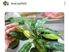 Продаются очень красивые цветы Герани королевские/ампельные 200 р Туи 350 р  Гартензии 300 р  Аспарагус 500 р  Агоаонема 350 р  Бегония королевская 250р  Звонить или писать на ватсап 7752026