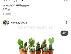 Продаются очень красивые цветы Герани королевские/ампельные 200 р Туи 350 р  Гартензии 300 р  Аспарагус 500 р  Агоаонема 350 р  Бегония королевская 250р  Звонить или писать на ватсап 7752026
