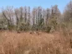 Сухумский район,с пшап.