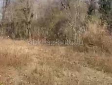 Сухумский район,с пшап.