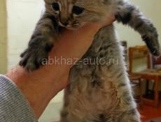 Отдам котёнки в добрые руки 