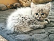 Отдам котёнки в добрые руки 