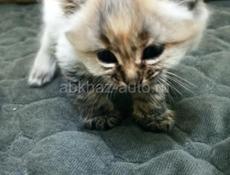 Отдам котёнки в добрые руки 