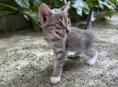 Отдам котят 