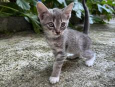 Отдам котят 