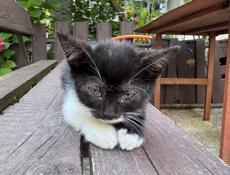 Отдам котят 