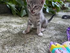 Отдам котят 