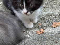 Отдам котят 