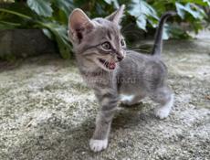 Отдам котят 