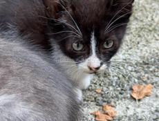 Отдам котят 