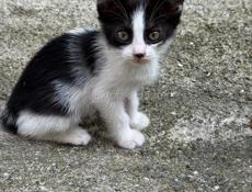 Отдам котят 