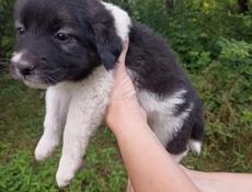 Собачки 