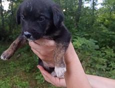 Собачки 