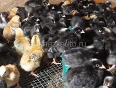 Редбро и Гризбар 