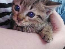 МИНИТИГР ГРОЗА МЫШЕЙ В ДАР
