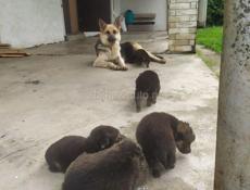 Продам щенки немецкой овчарки 