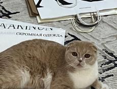 Скотиш Фолд