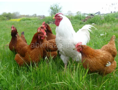Продаю куры 
