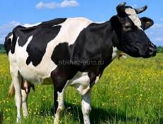 Срочно корова 70 кг 