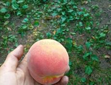 Продается персики