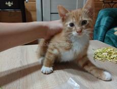 Отдам котят в добрые руки 