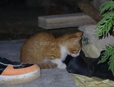 Отдам котят в добрые руки 