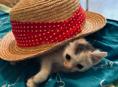 Котёнок 1 месяц 