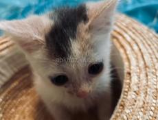 Котёнок 1 месяц отдаём.
