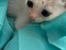 Котёнок 1 месяц отдаём.