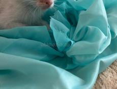 Котёнок 1 месяц отдаём.