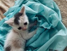 Котёнок 1 месяц отдаём.