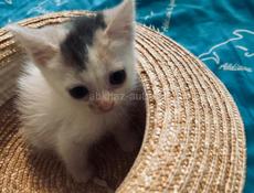 Котёнок 1 месяц отдаём.