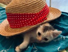 Котёнок 1 месяц отдаём.