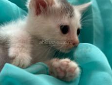 Котёнок 1 месяц отдаём.