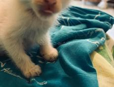 Котёнок 1 месяц отдаём.