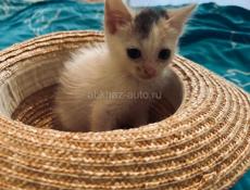 Котёнок 1 месяц отдаём.