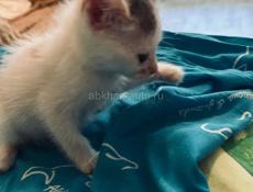 Котёнок 1 месяц отдаём.