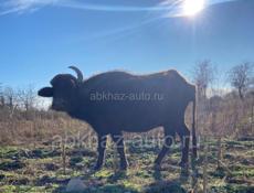 Буйвол 