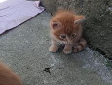 Котята