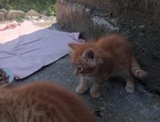 Котята