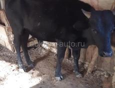 Продается бык