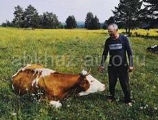Продаются 2 бычка по 70кг